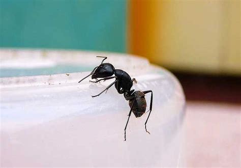 家裡有蚱蜢代表什麼 家裡螞蟻